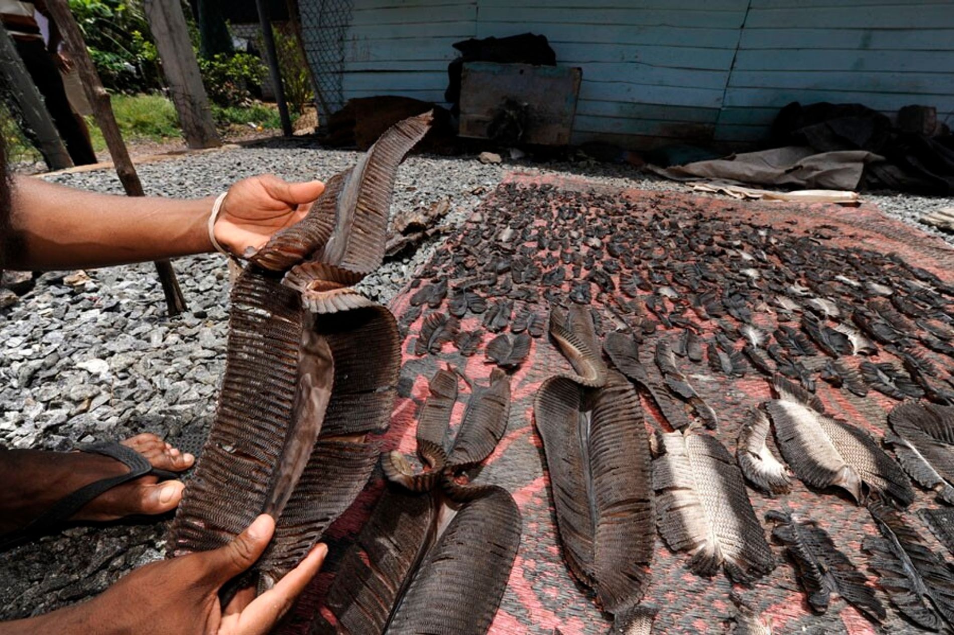 mang ca duoi kho anh 2