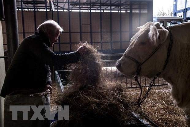 So benh bo dien, Han Quoc siet kiem dich thit bo My nhap khau hinh anh