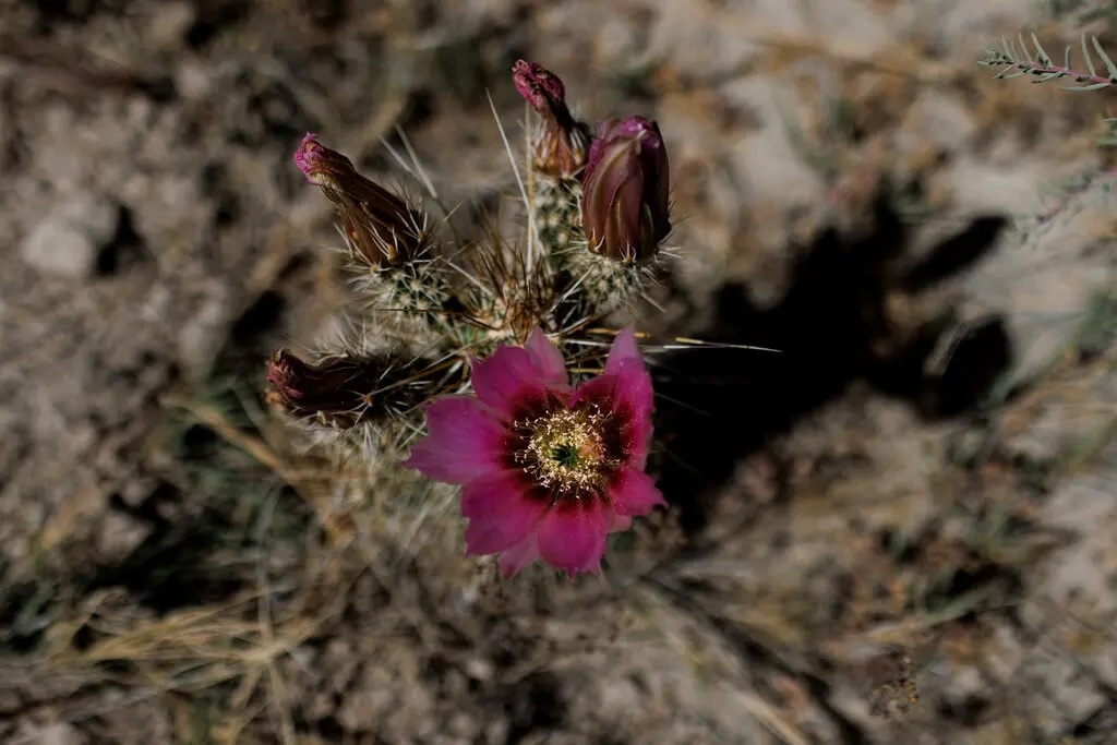 kho han tai my anh 3