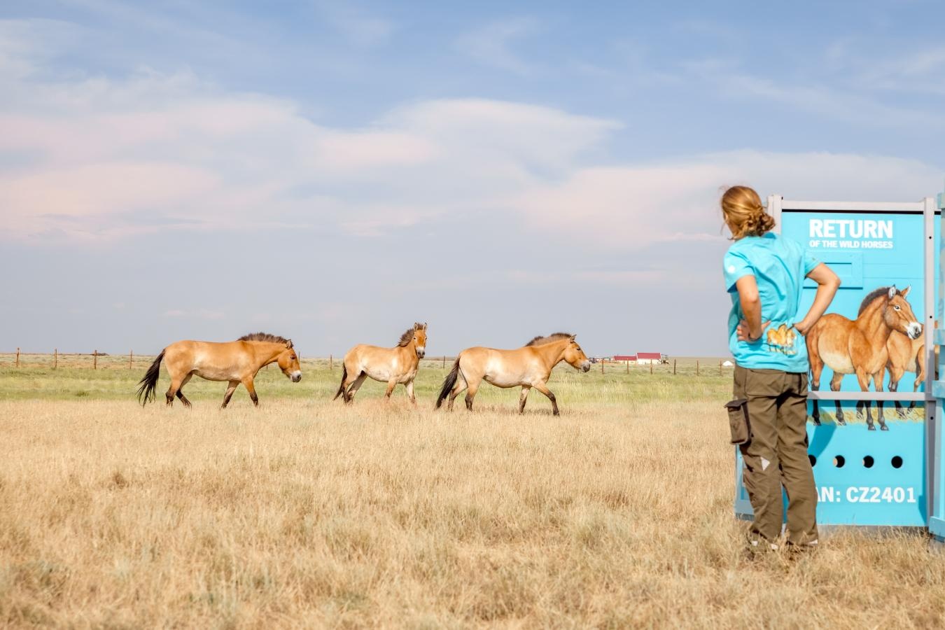 ngựa hoang ảnh 4 ngua hoang anh 4