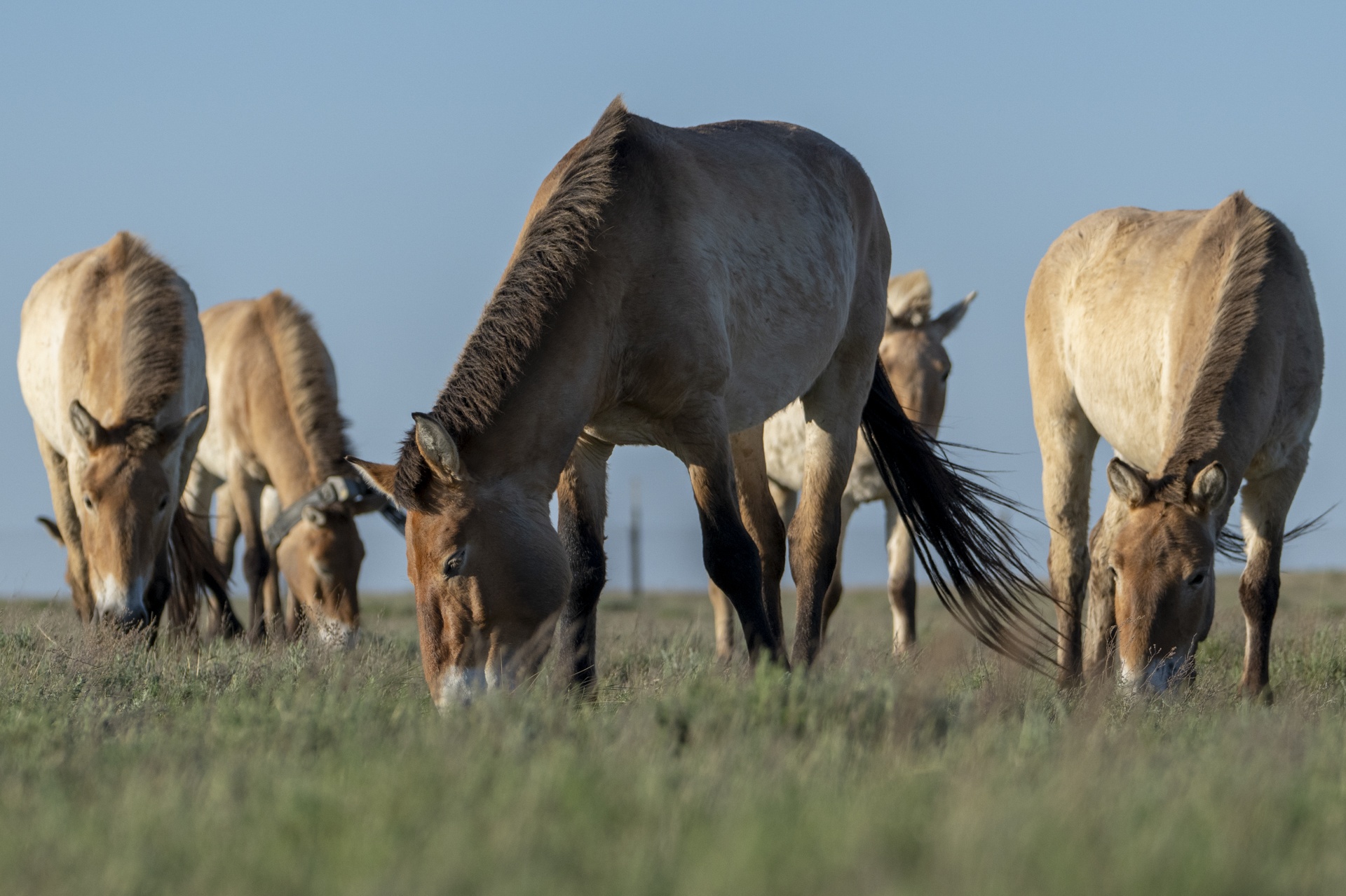ngựa hoang ảnh 2 ngua hoang anh 2