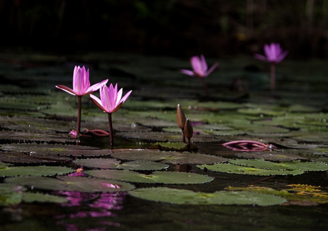 Mua hoa sung dep ruc ro tren suoi Yen hinh anh