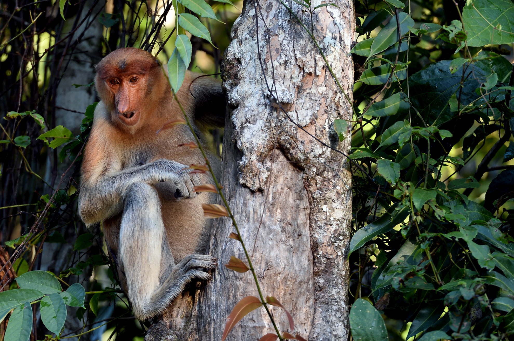 'Vuong quoc' duoi uoi, khi mui dai o Malaysia hinh anh