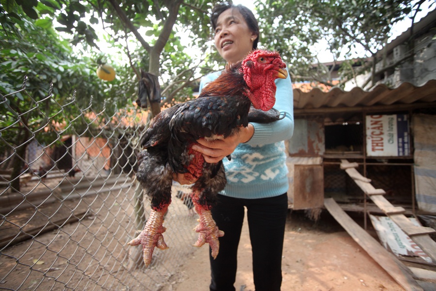 Ga Dong Tao co gia tren 17 trieu dong hinh anh