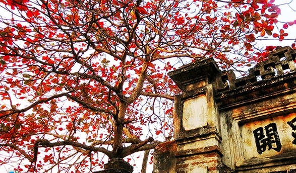 La bang do ruc khap Ha Noi hinh anh