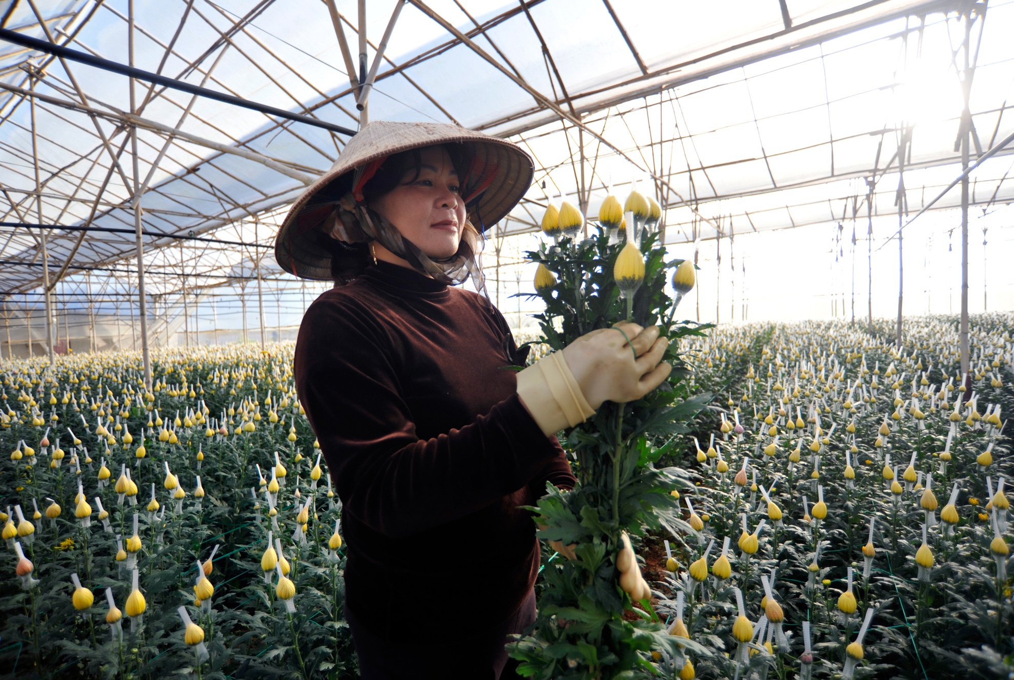 Vua hoa Da Lat vao xuan hinh anh