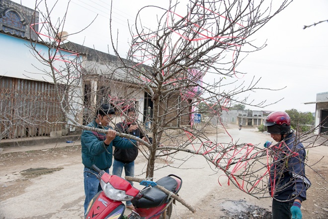 Nhung canh dao rung tien trieu roi nui ve xuoi hinh anh