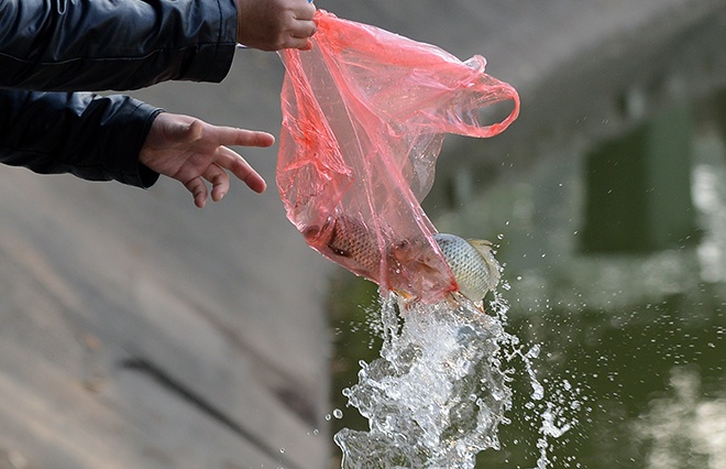 Muon kieu tha ca chep tien Tao quan hinh anh