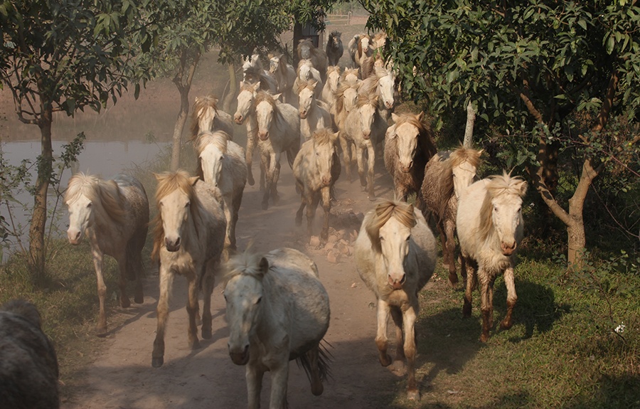 Dan bach ma tung vo giua long Ha Noi hinh anh