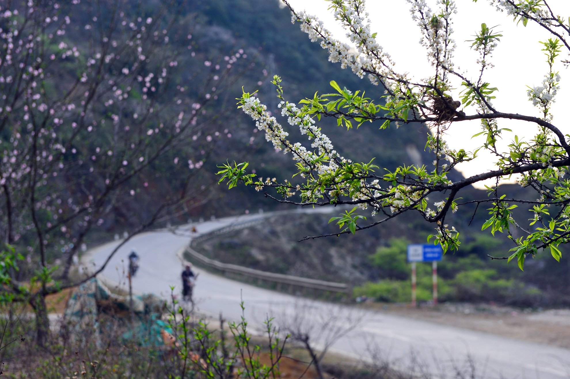 Xuan muon ruc ro tren cao nguyen Moc Chau hinh anh