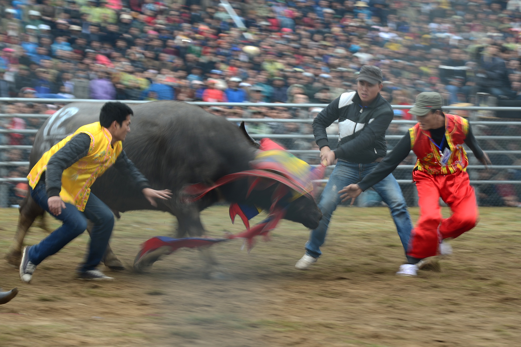 Clip Trau hang mau tren san dau hinh anh