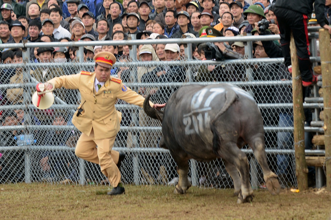 Nhung pha hu via trong hoi choi trau Ha Noi hinh anh