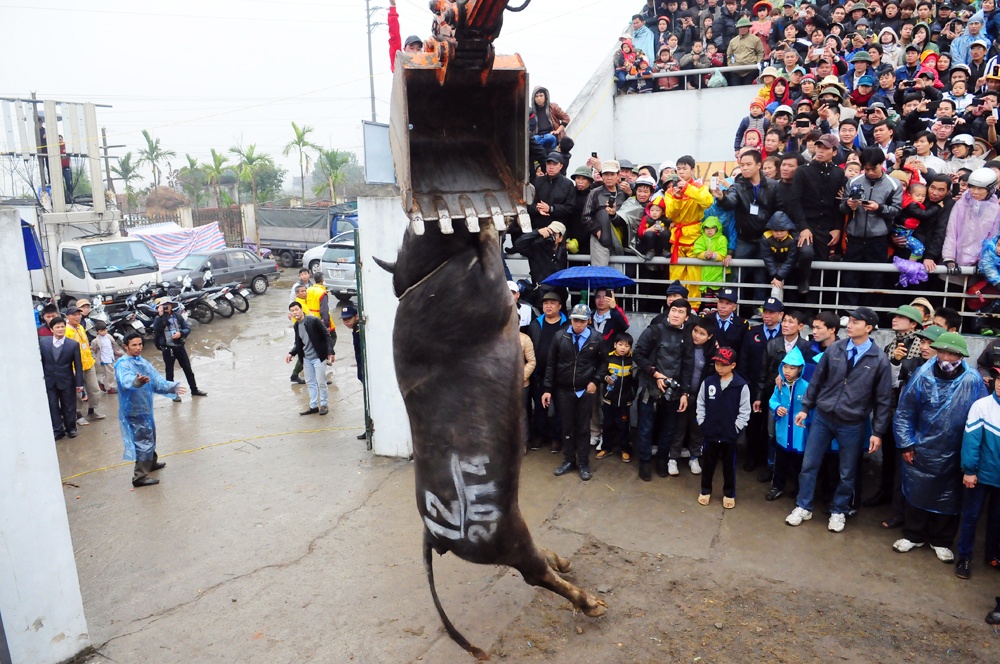 Trau Do Son bi trau Ha Noi huc chet ngay giay dau tien hinh anh