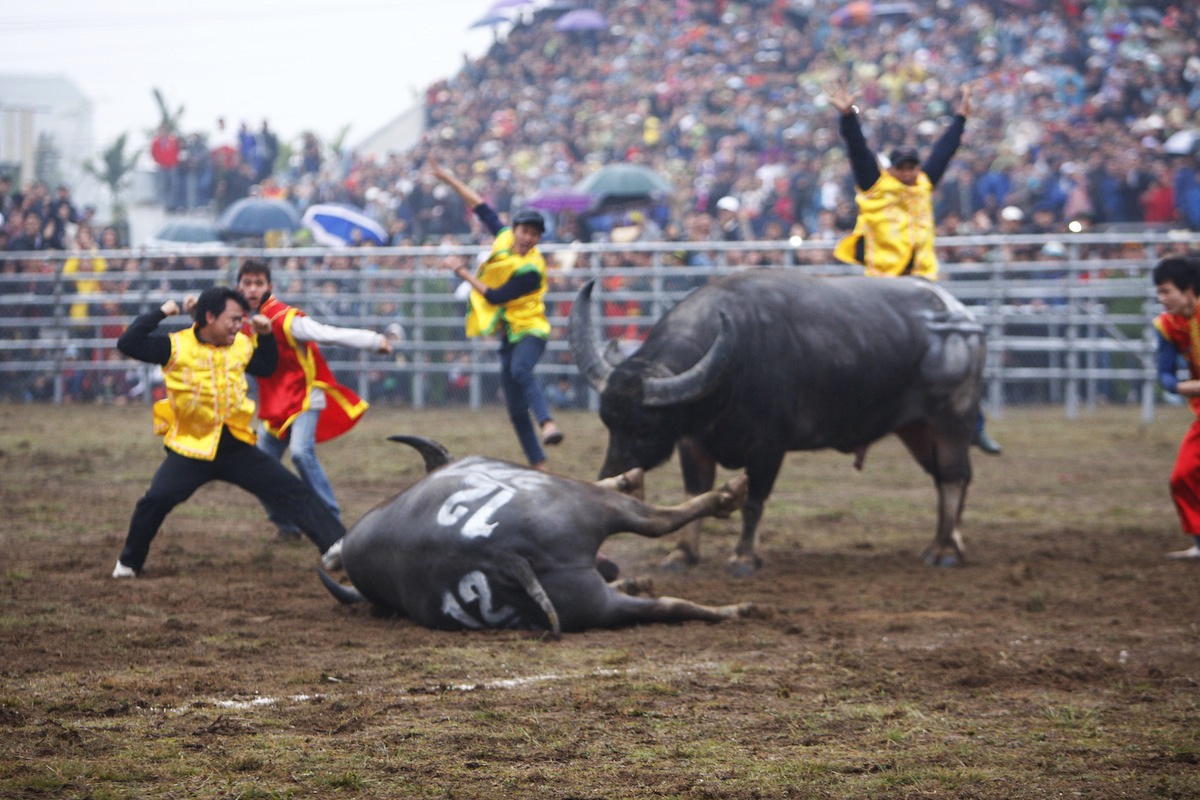 Clip: Khoanh khac trau bi huc chet tai cho hinh anh