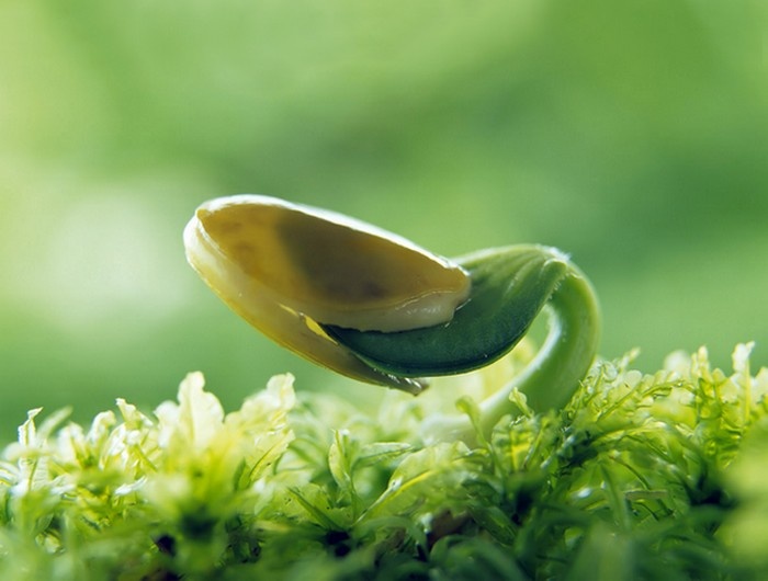 Cay xanh nay loc dau xuan o Ha Noi hinh anh