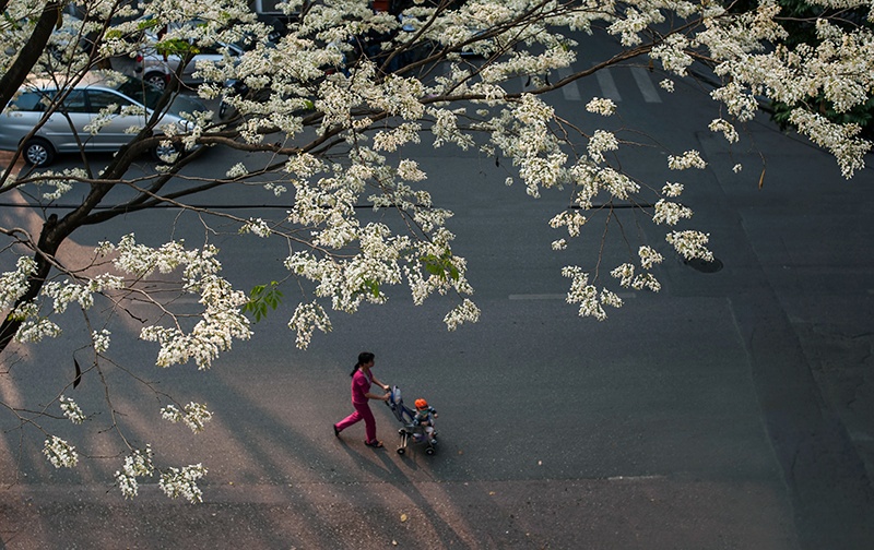 Ha Noi dep lang man mua hoa sua hinh anh