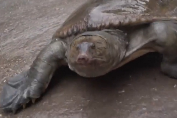 Nhieu nguoi hoi mua ba ba 'khung' de lam thuoc hinh anh