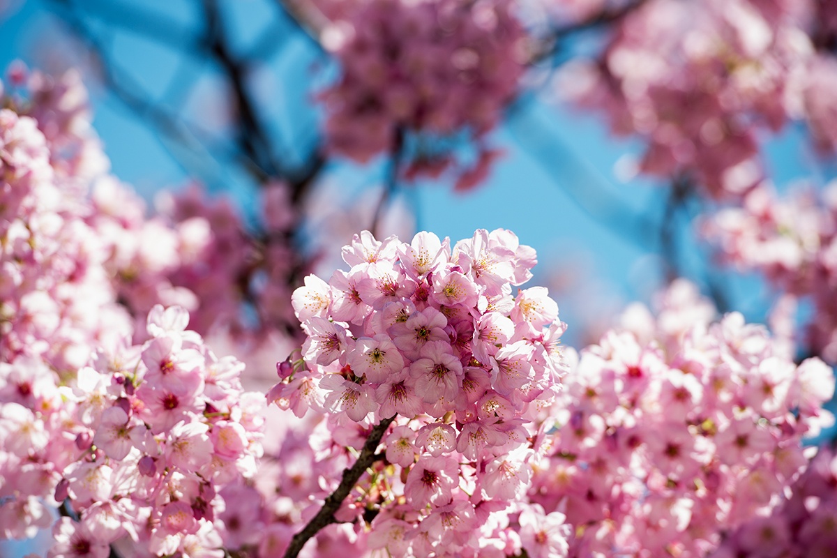 Mua hoa anh dao no ruc ro Nhat Ban hinh anh