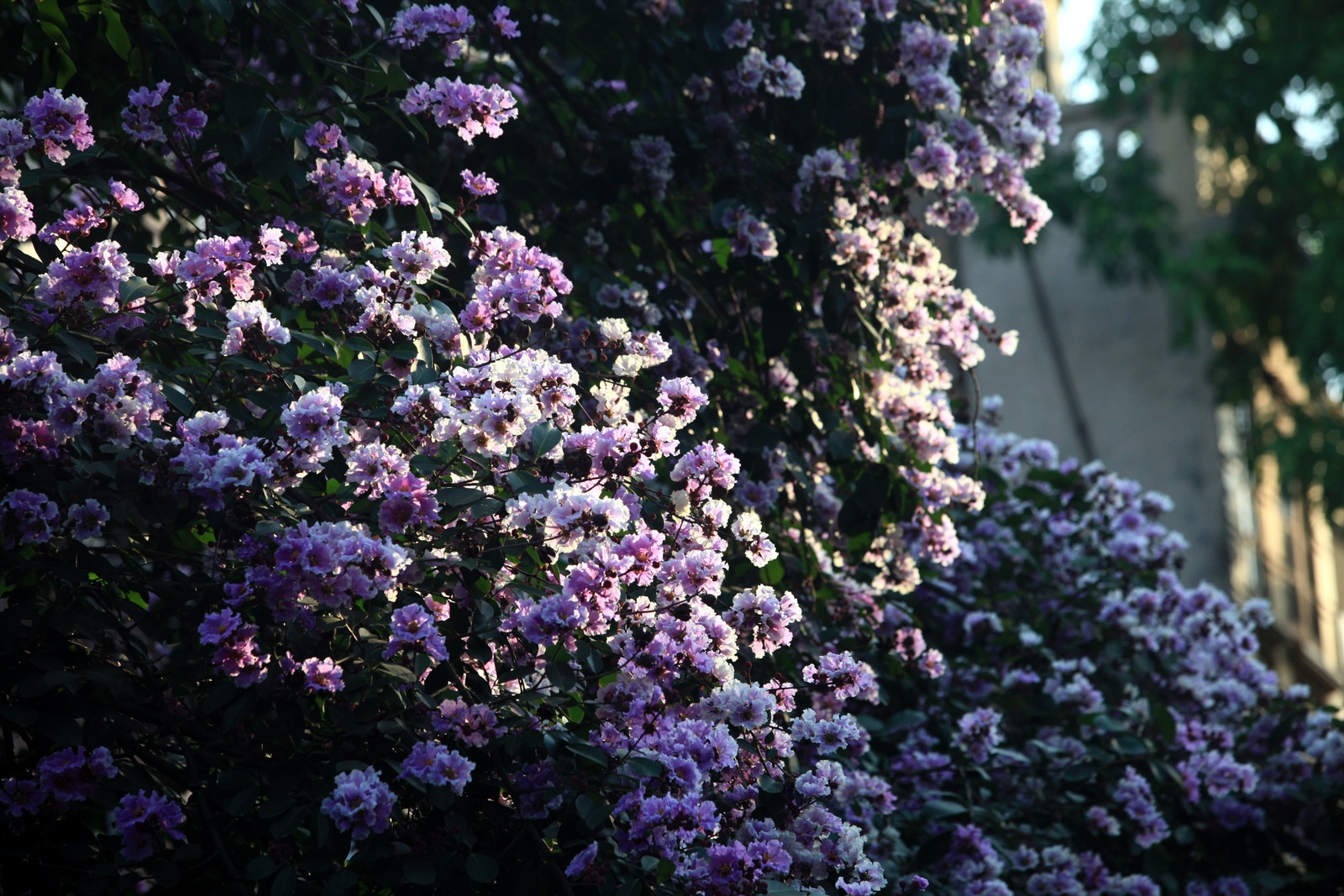 Hoa bang lang no tim duong Ha Noi hinh anh