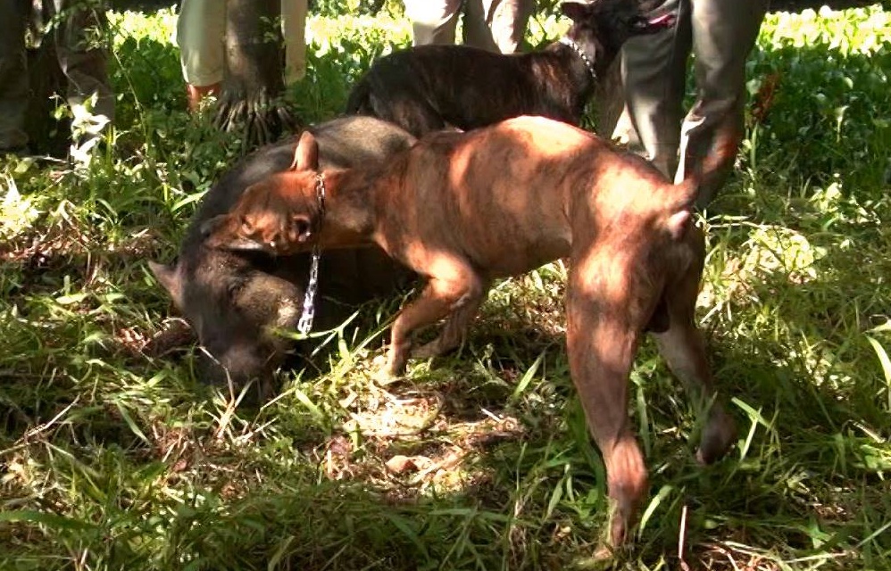 Nhung don san moi cua cho Phu Quoc tai Ha Noi hinh anh