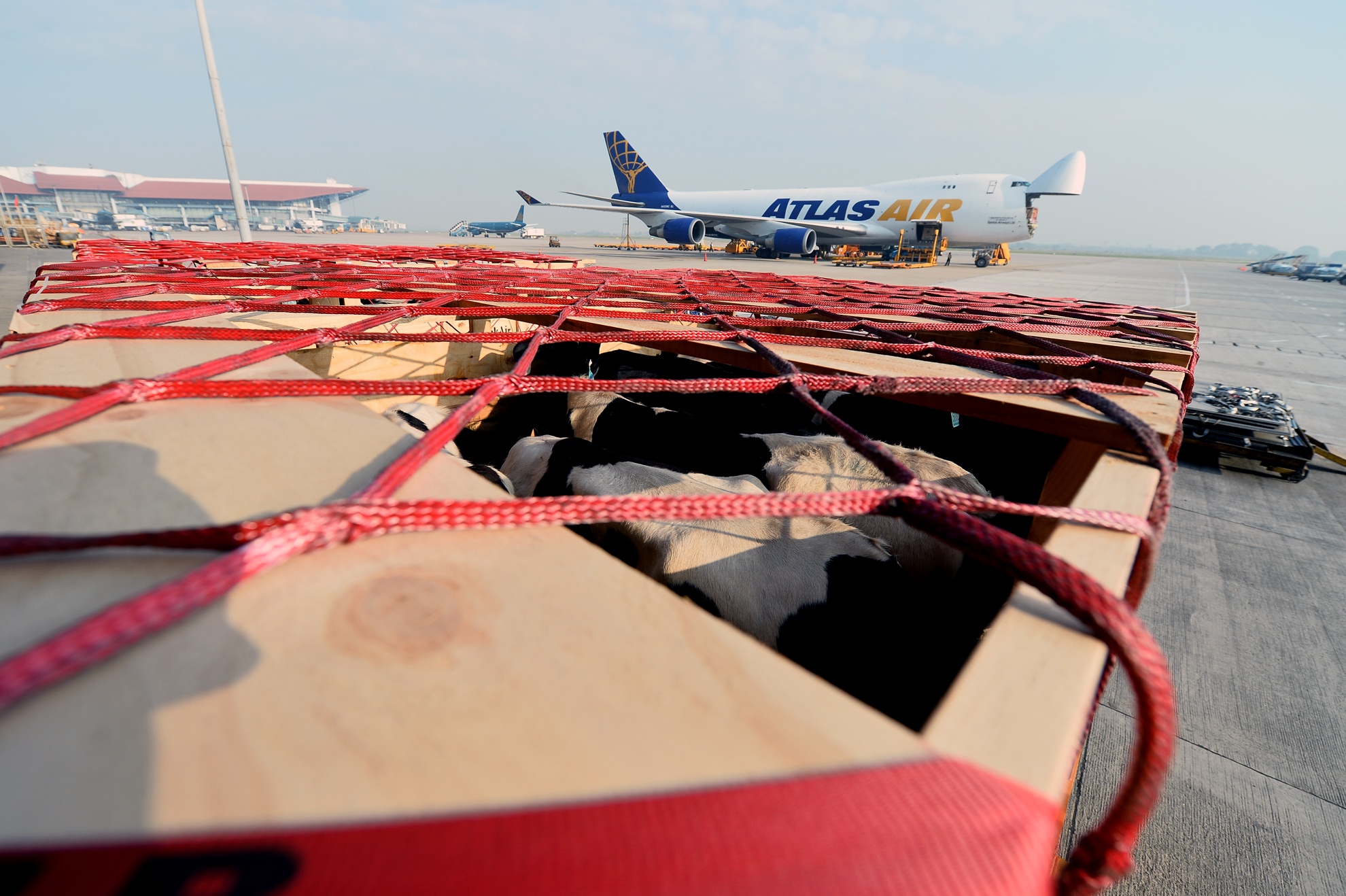 Hinh anh 200 con bo di chuyen co toi Noi Bai hinh anh