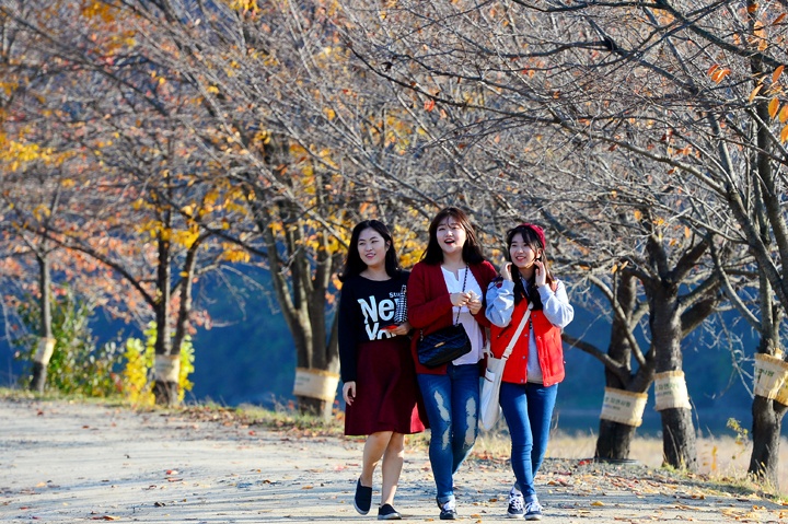 Du khach do ve Han Quoc ngam mua thu vang hinh anh