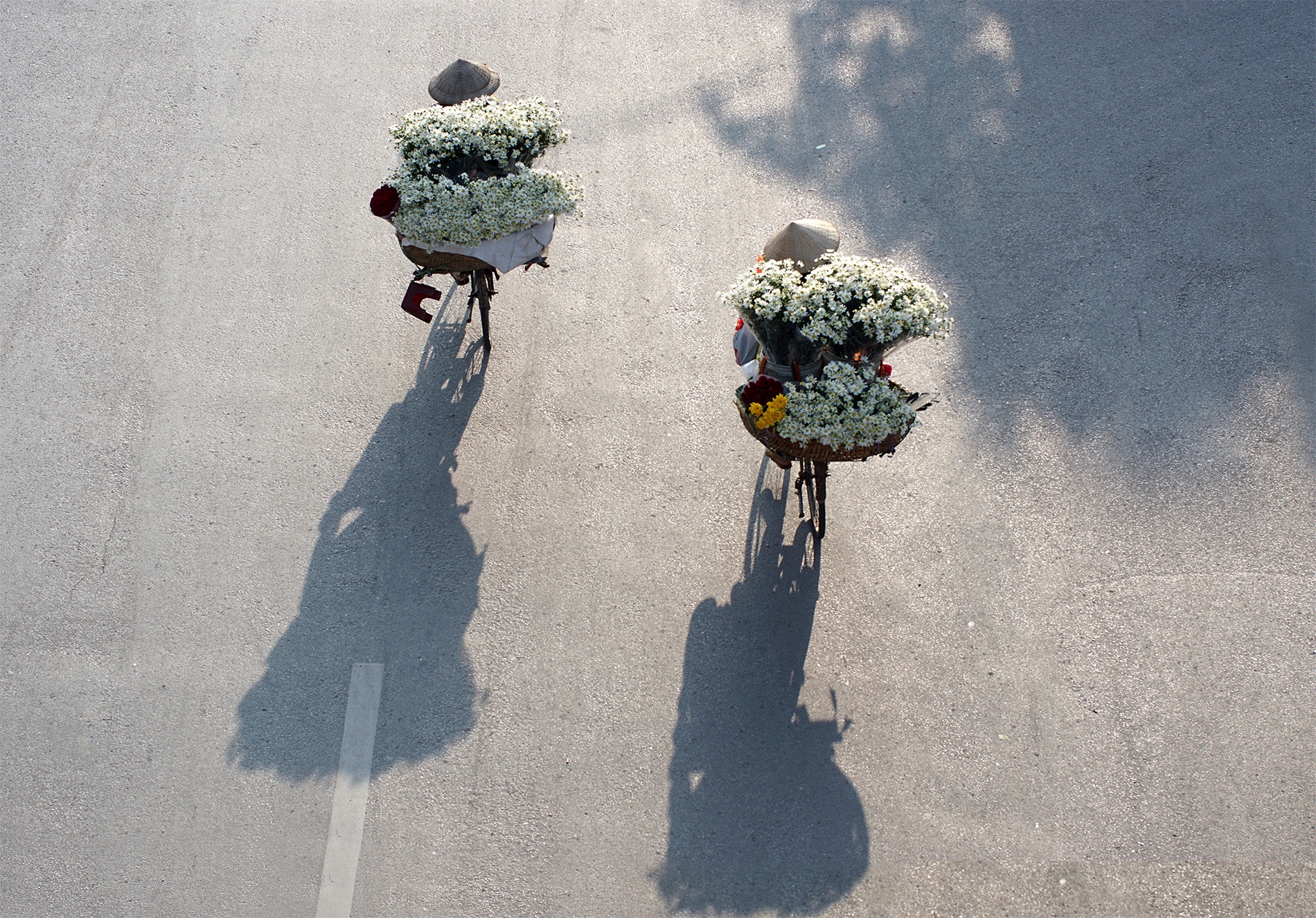 Cuc hoa mi be li ti xuong pho Ha thanh hinh anh