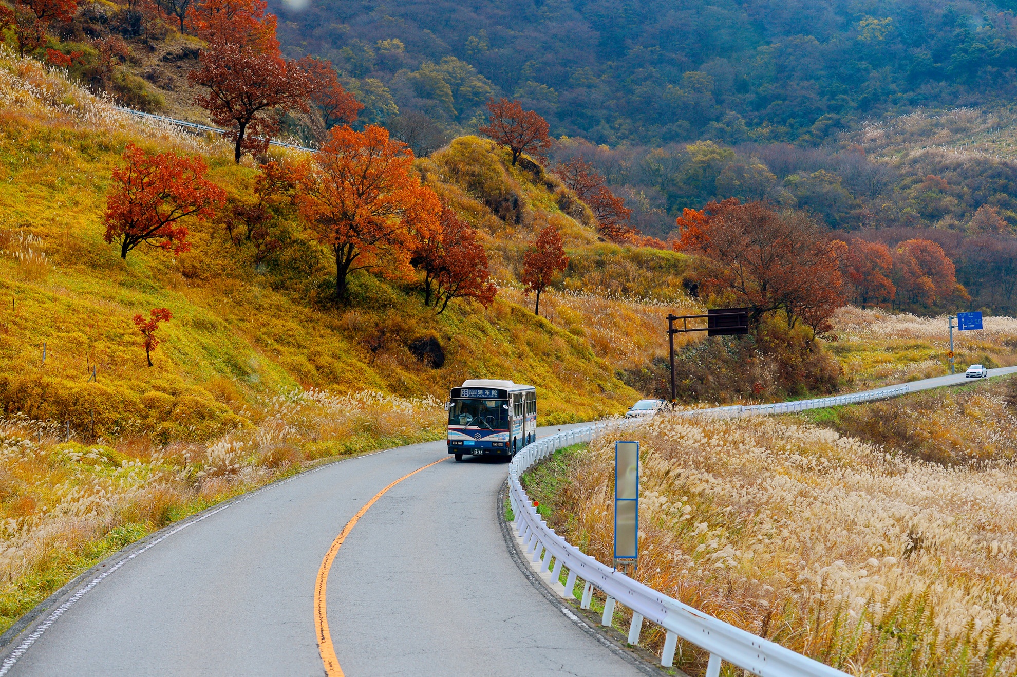 Dep dieu ky mua la do mien Nam Nhat Ban hinh anh