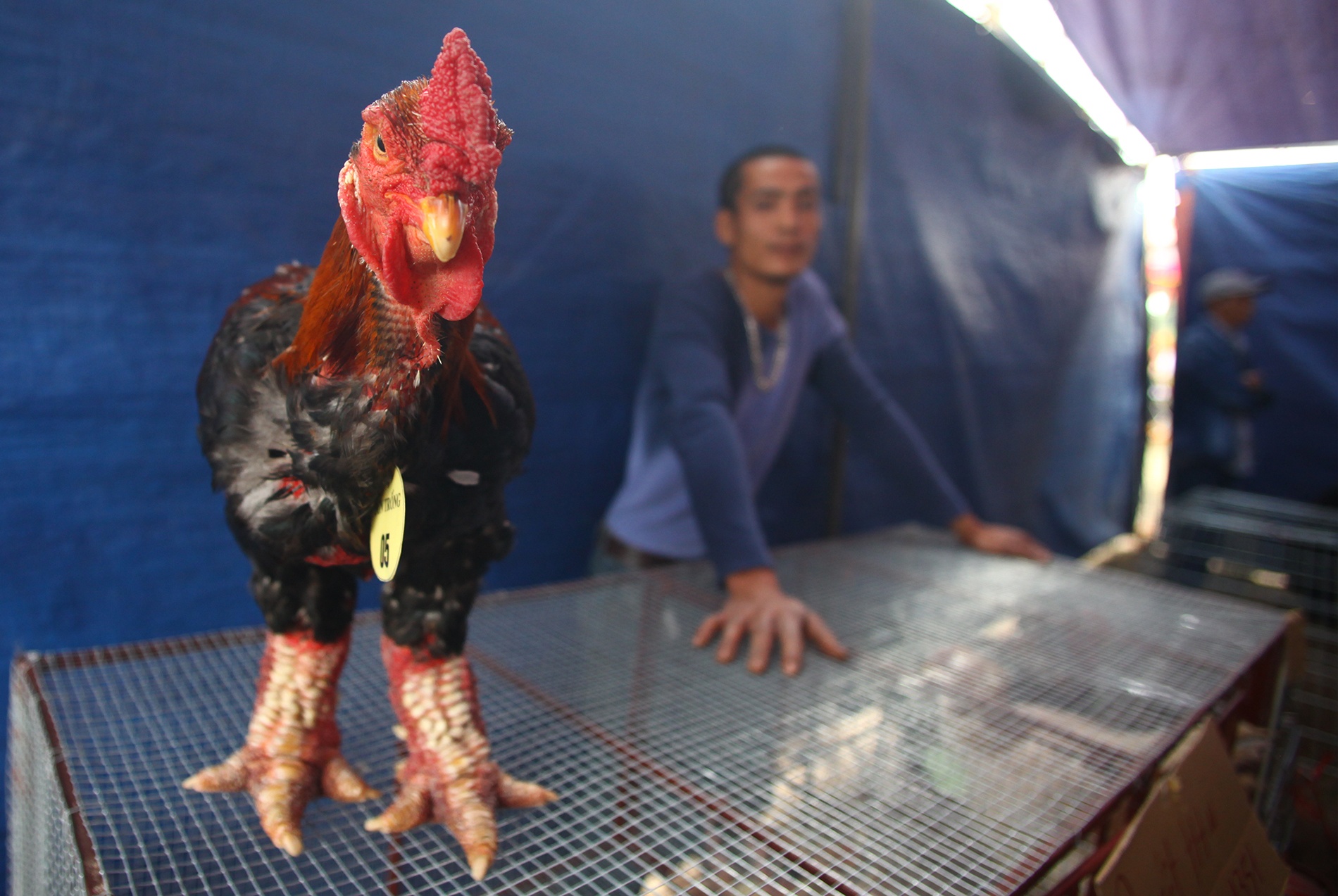 Cuoc thi sac dep cua giong ga co cap chan khong lo noi tieng hinh anh