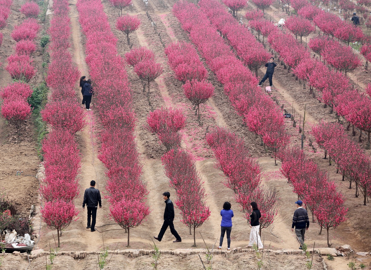  Làng Nhật Tân trồng nhiều nhất các loài đào bích, đào thất thốn, đào thế, đào phai, thậm chí là đào rừng cũng xuất hiện lác đác ở một vài vườn. 