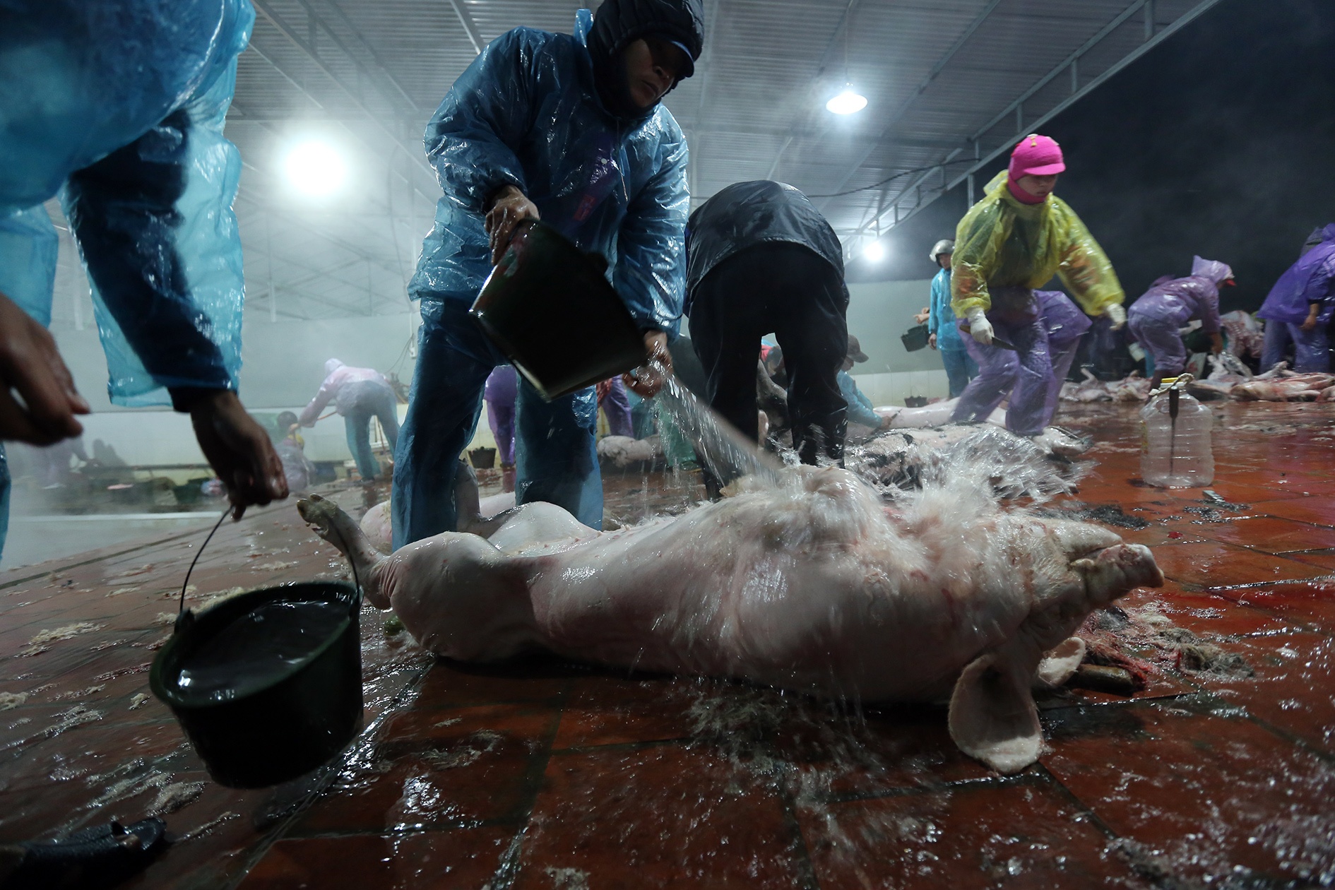 Canh xe thit lon ban thiu o lo mo co giay phep hinh anh