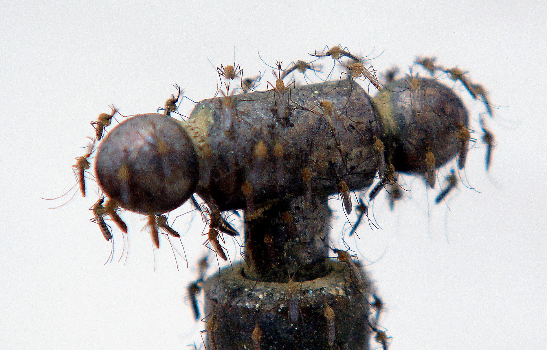 Xom muoi tan cong ca ngay lan dem hinh anh