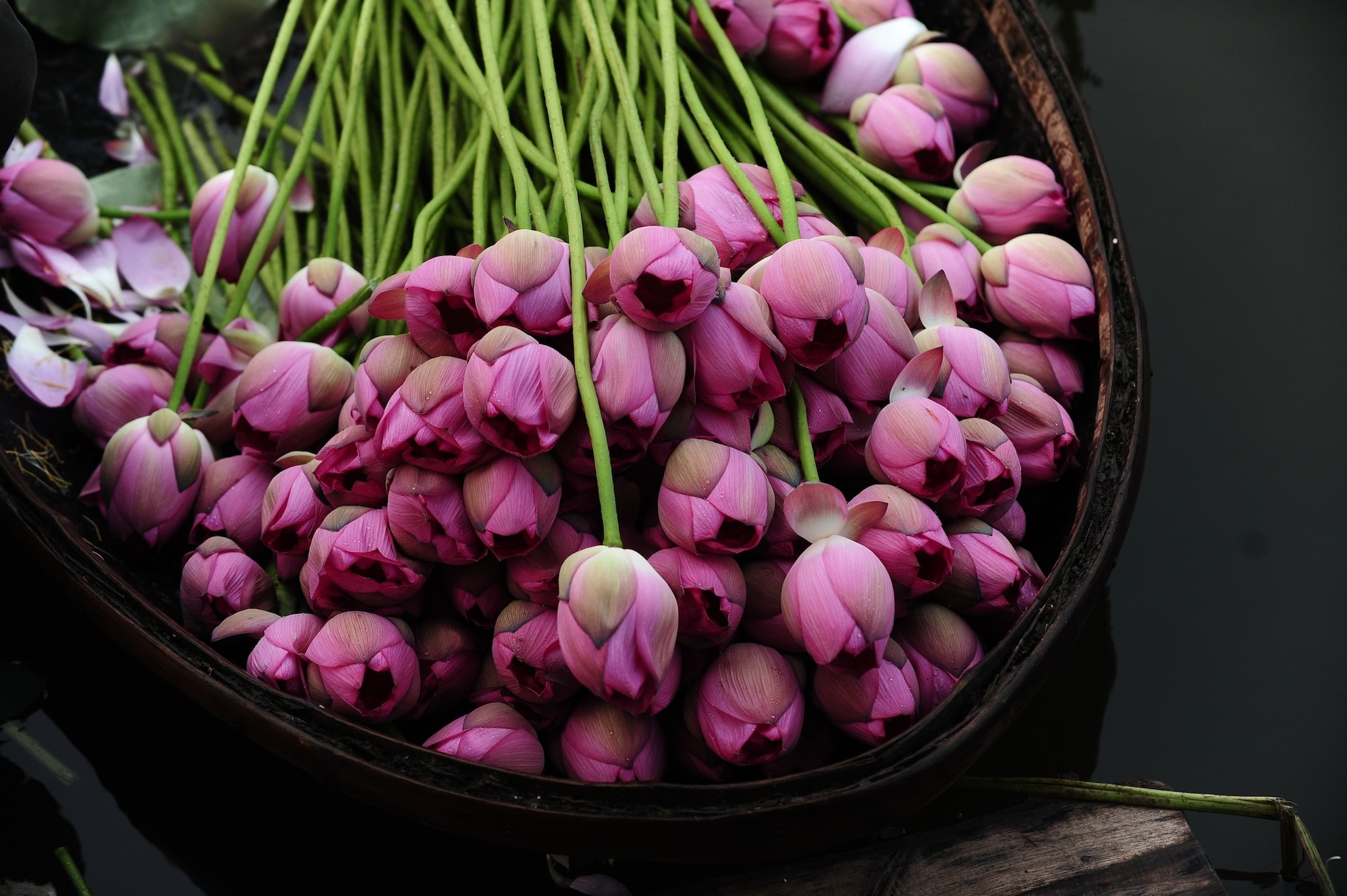 Ha Noi ruc ro mua hoa sen hinh anh