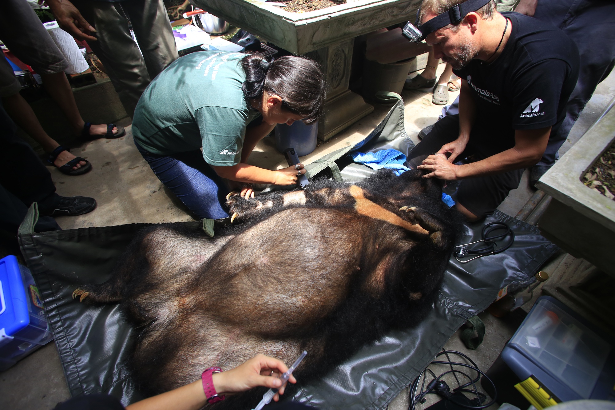 Chien dich giai cuu nhung con gau bi hut mat hinh anh