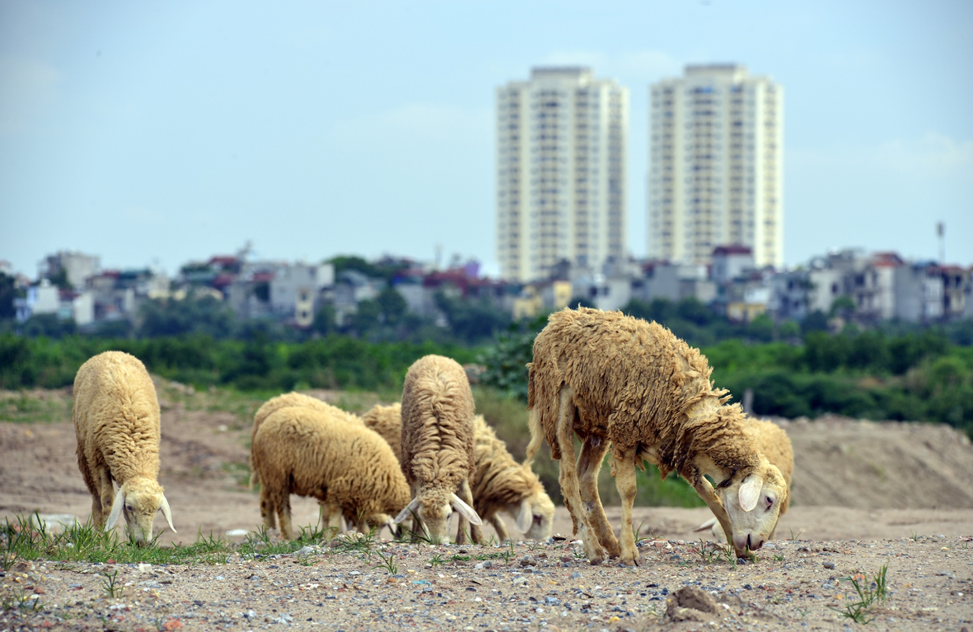 Dan cuu hang tram con khong nguoi trong nhon nho ven do hinh anh