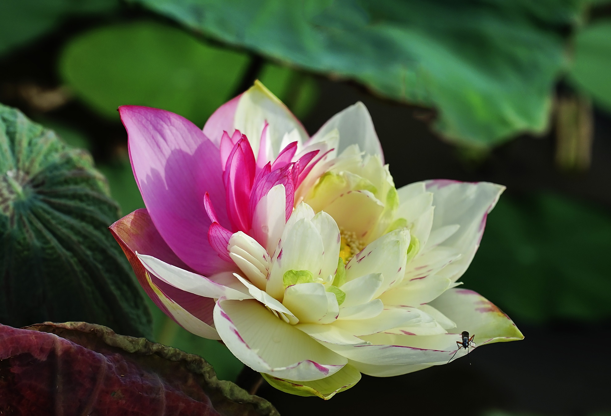 Dam sen co 12 loai quy hiem o ngoai thanh Ha Noi hinh anh