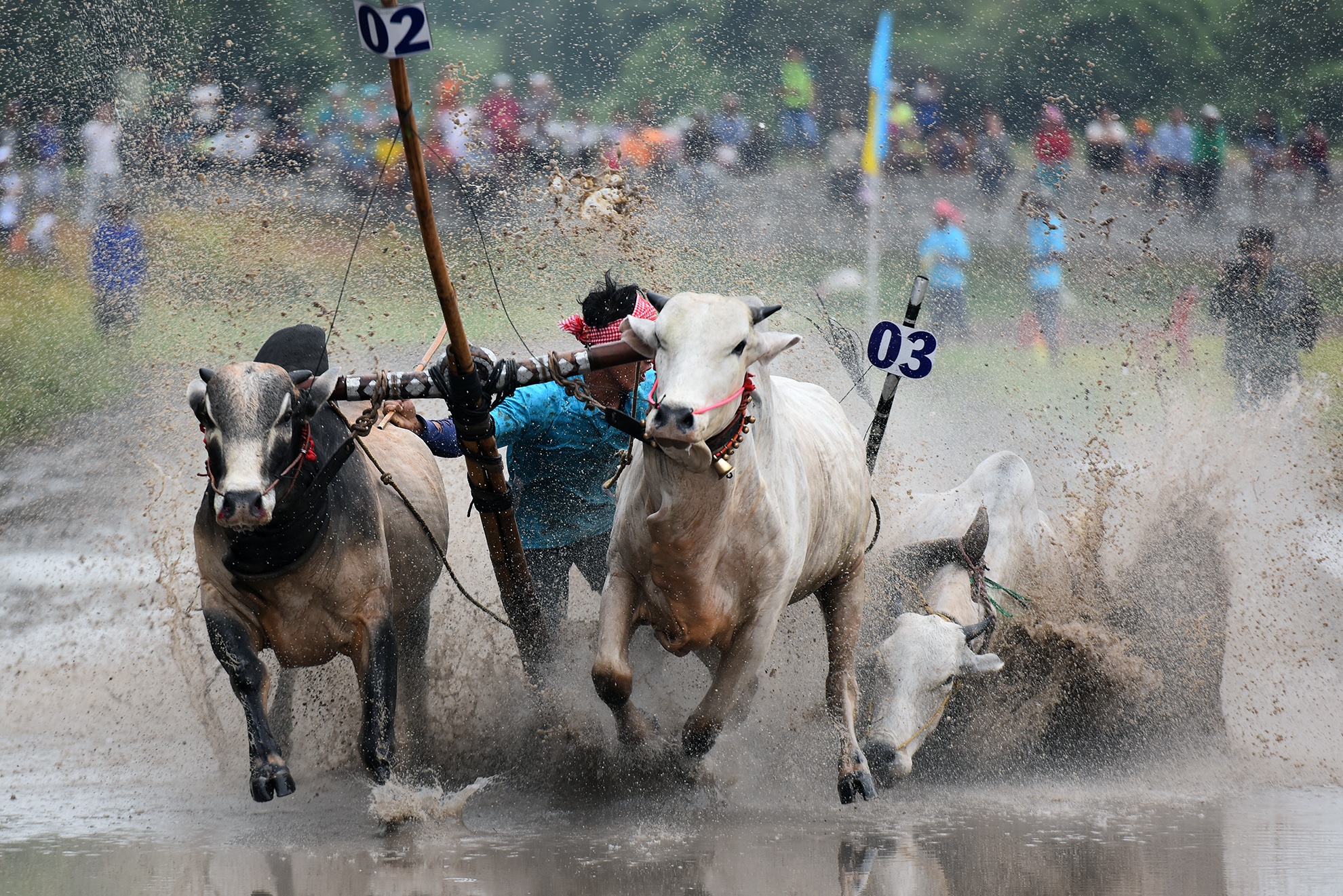 Khoanh khac an tuong tai ngay hoi dua bo An Giang hinh anh