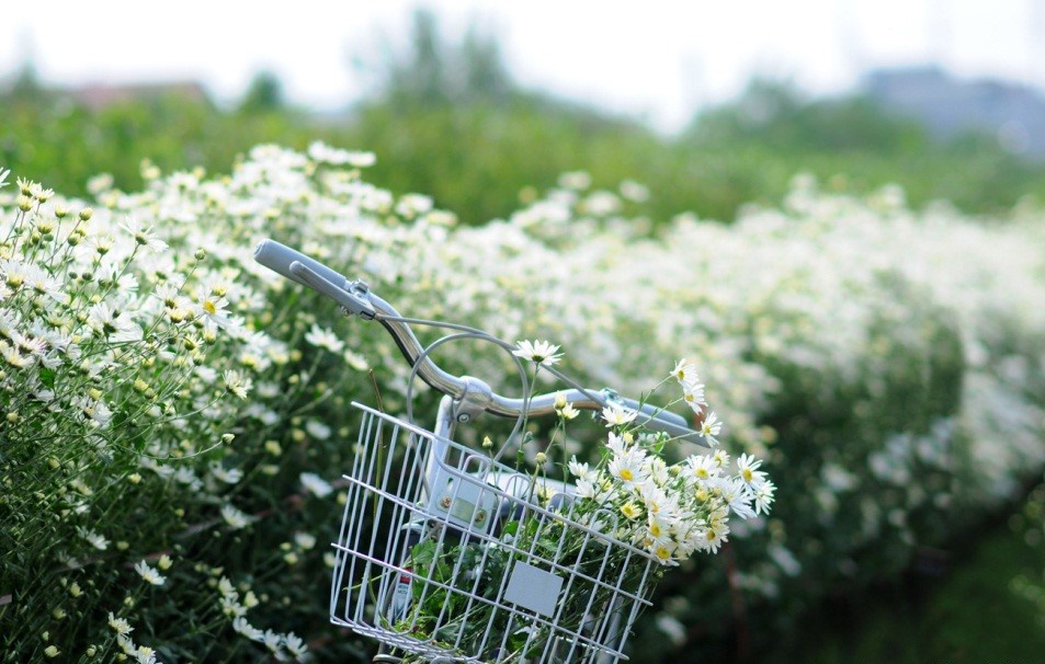 Cuc hoa mi xuong pho Ha thanh hinh anh