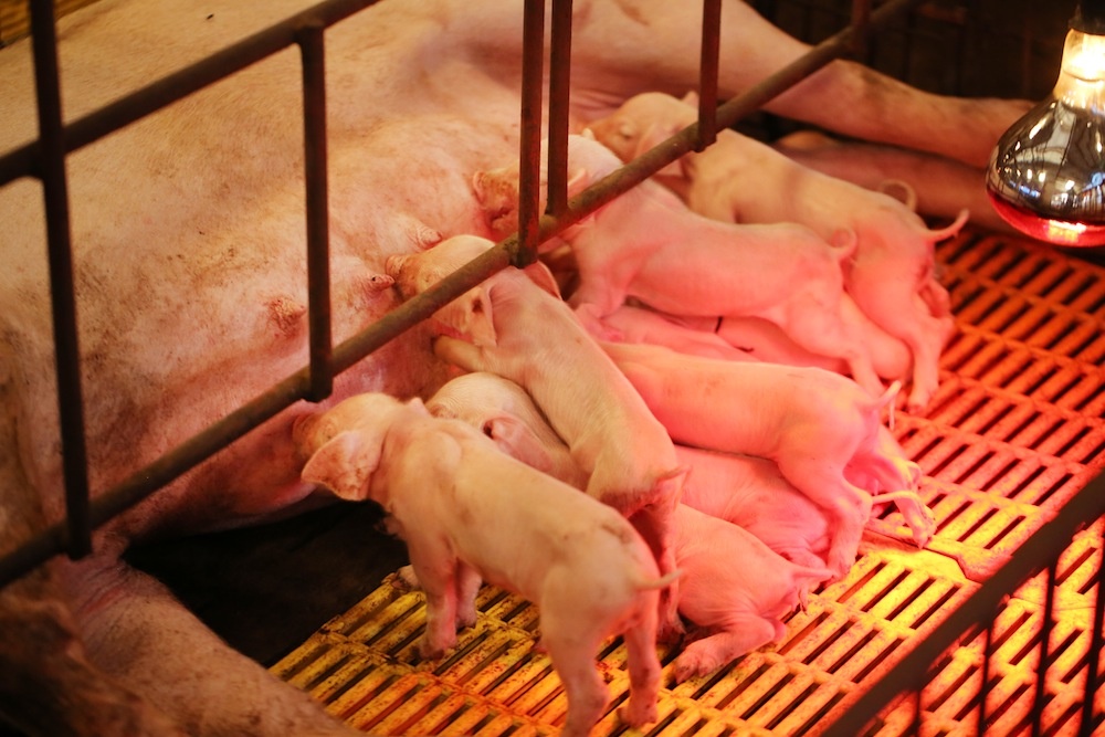 Ben trong trai lon 'ba khong' o Ha Noi hinh anh