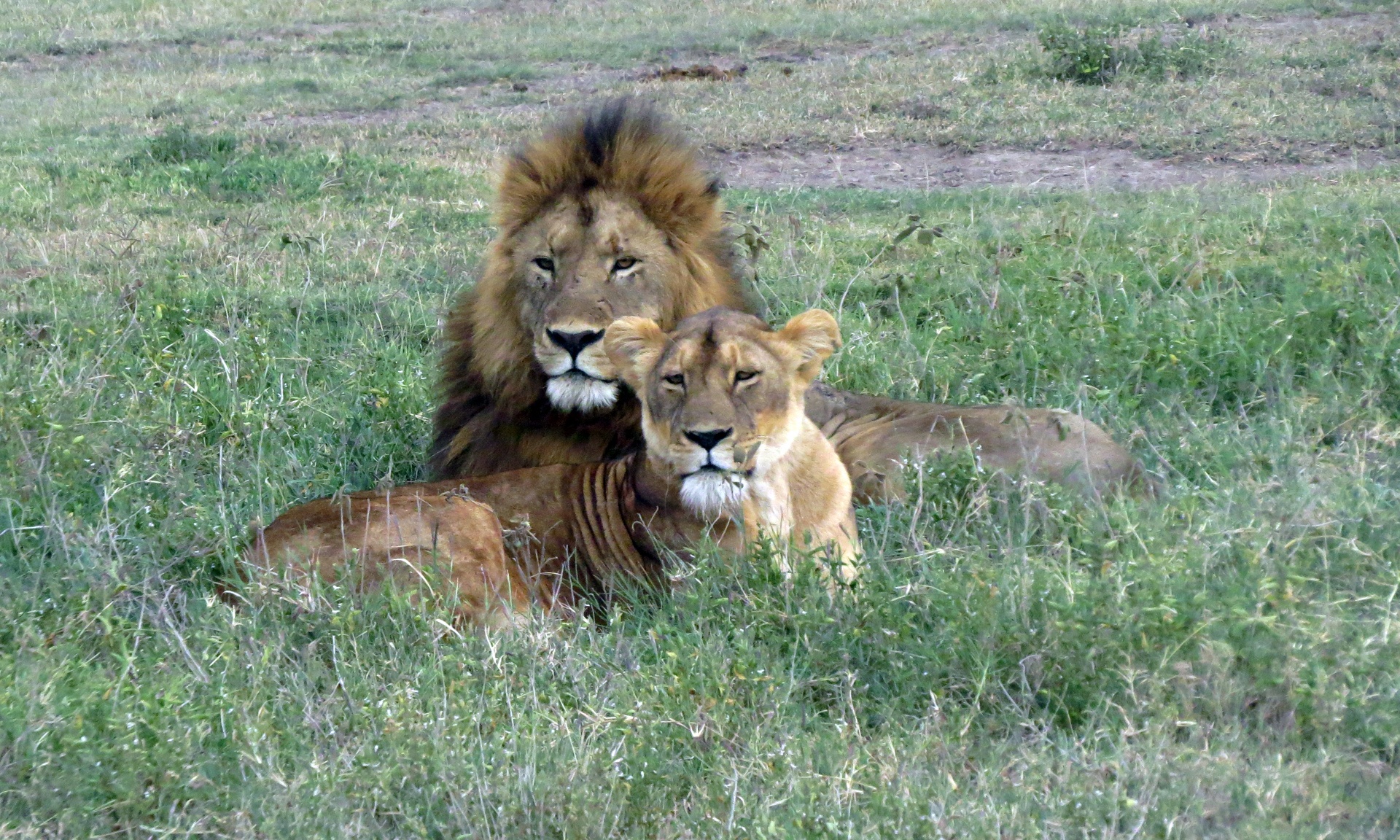 Su tu, ha ma, te giac chau Phi qua ong kinh nguoi Viet hinh anh