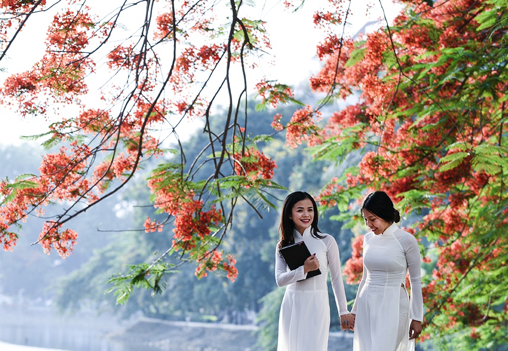 Hoa phuong do ruc ro khap Ha Noi hinh anh