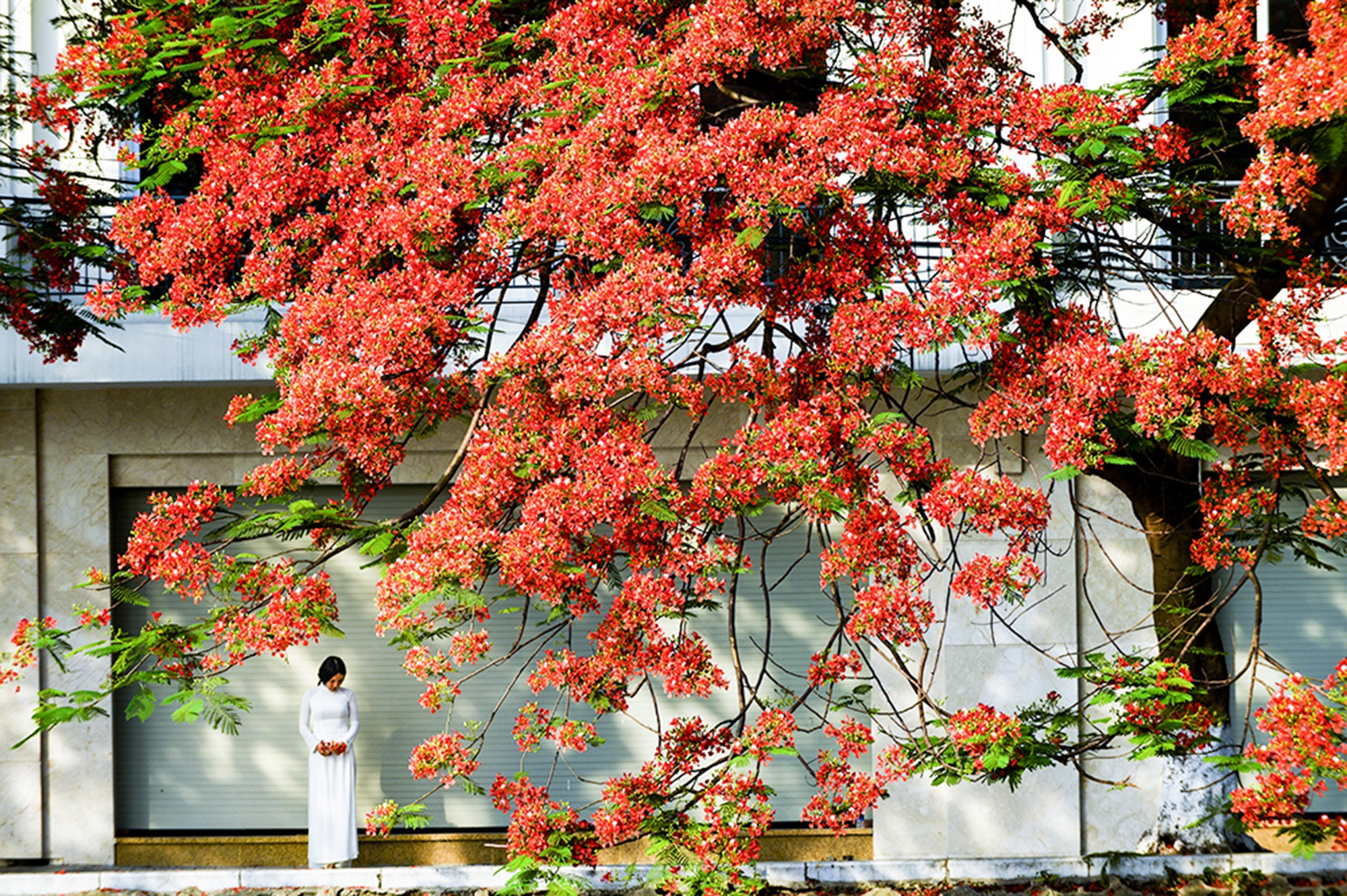 mua hoa phuong o Ha Noi anh 10