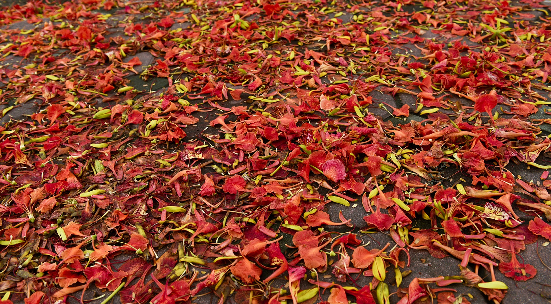 mua hoa phuong o Ha Noi anh 3