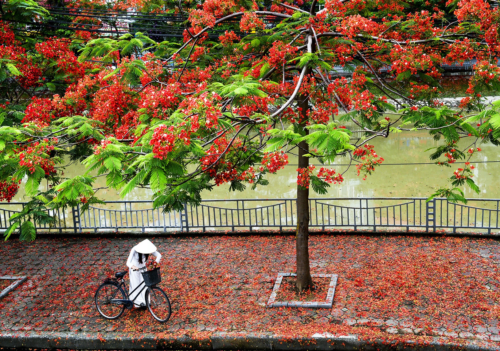 mua hoa phuong o Ha Noi anh 5