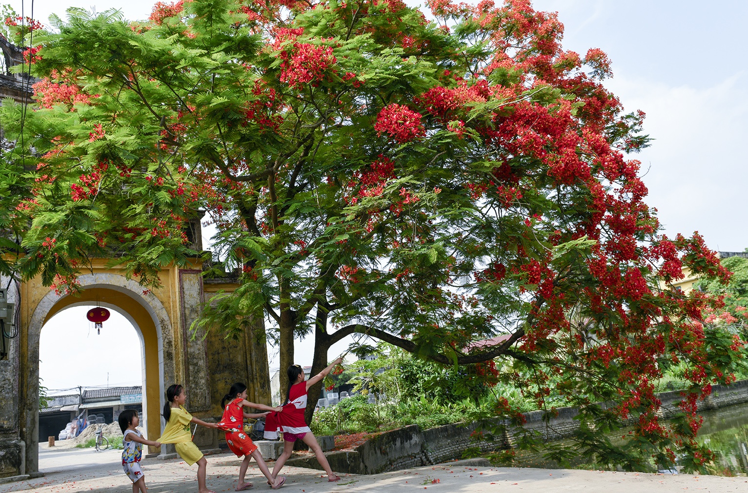 mua hoa phuong o Ha Noi anh 13