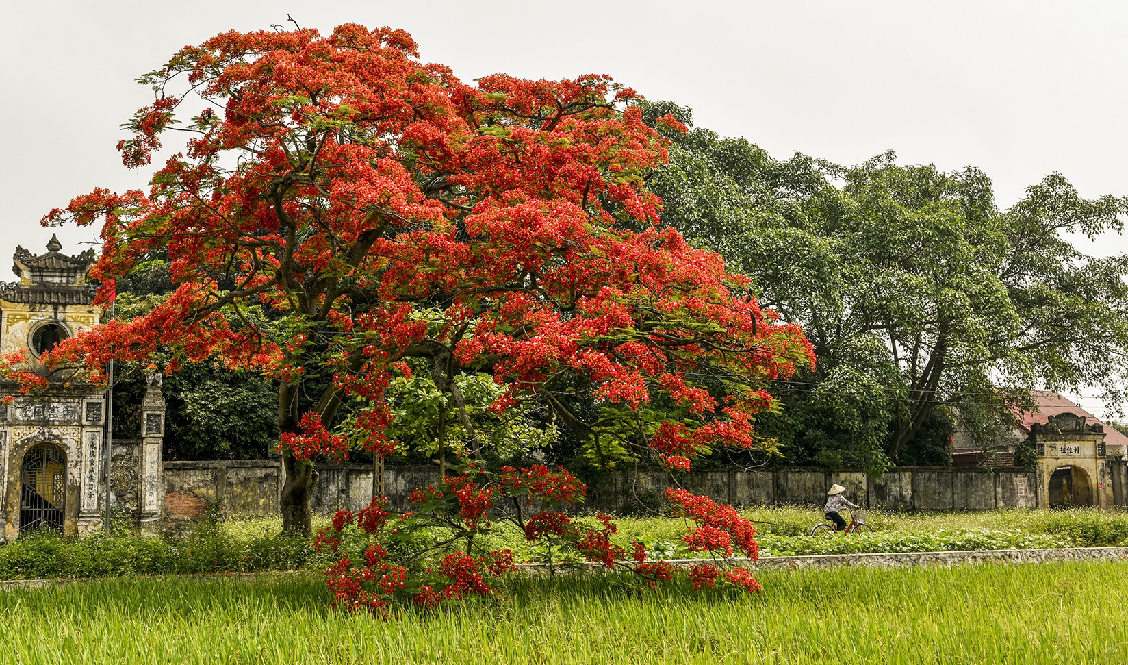 mua hoa phuong o Ha Noi anh 14