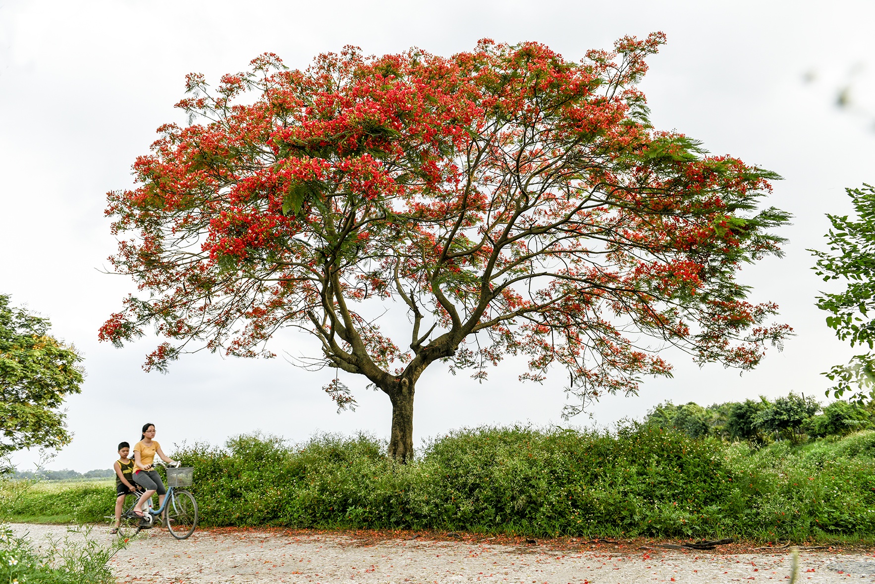 mua hoa phuong o Ha Noi anh 11