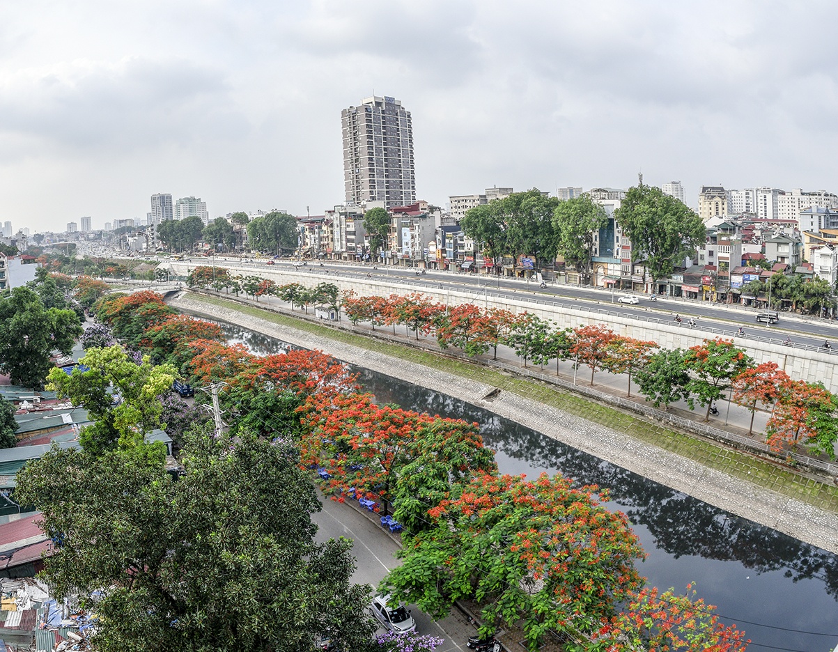 mua hoa phuong o Ha Noi anh 1