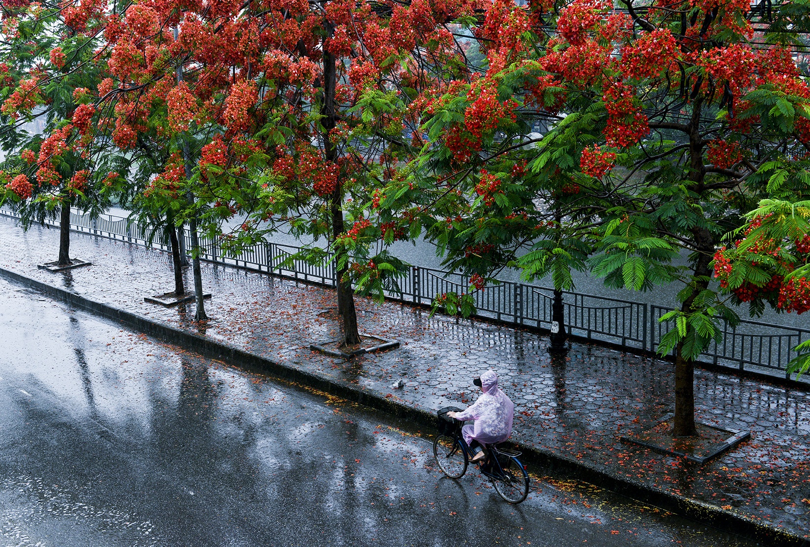 mua hoa phuong o Ha Noi anh 2