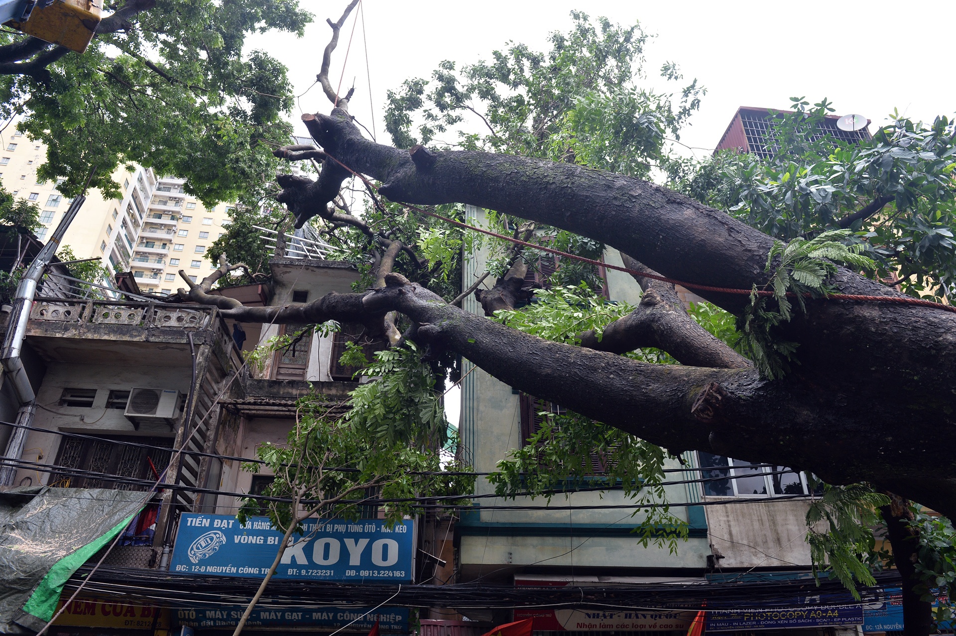 cay do ngon ngang Ha Noi anh 15